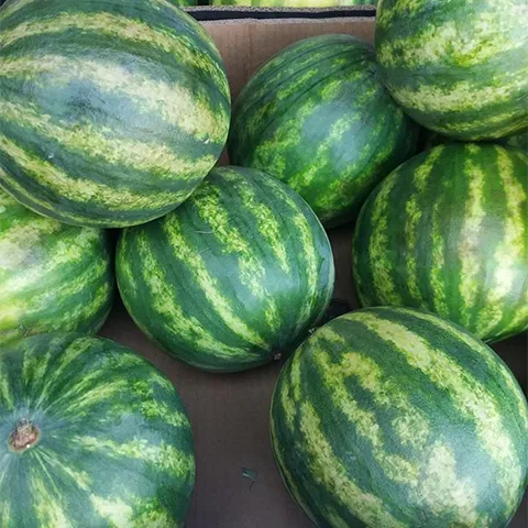 Goudgewas Watermeloen